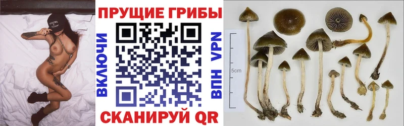 Галлюциногенные грибы MAGIC MUSHROOMS  Тавда 